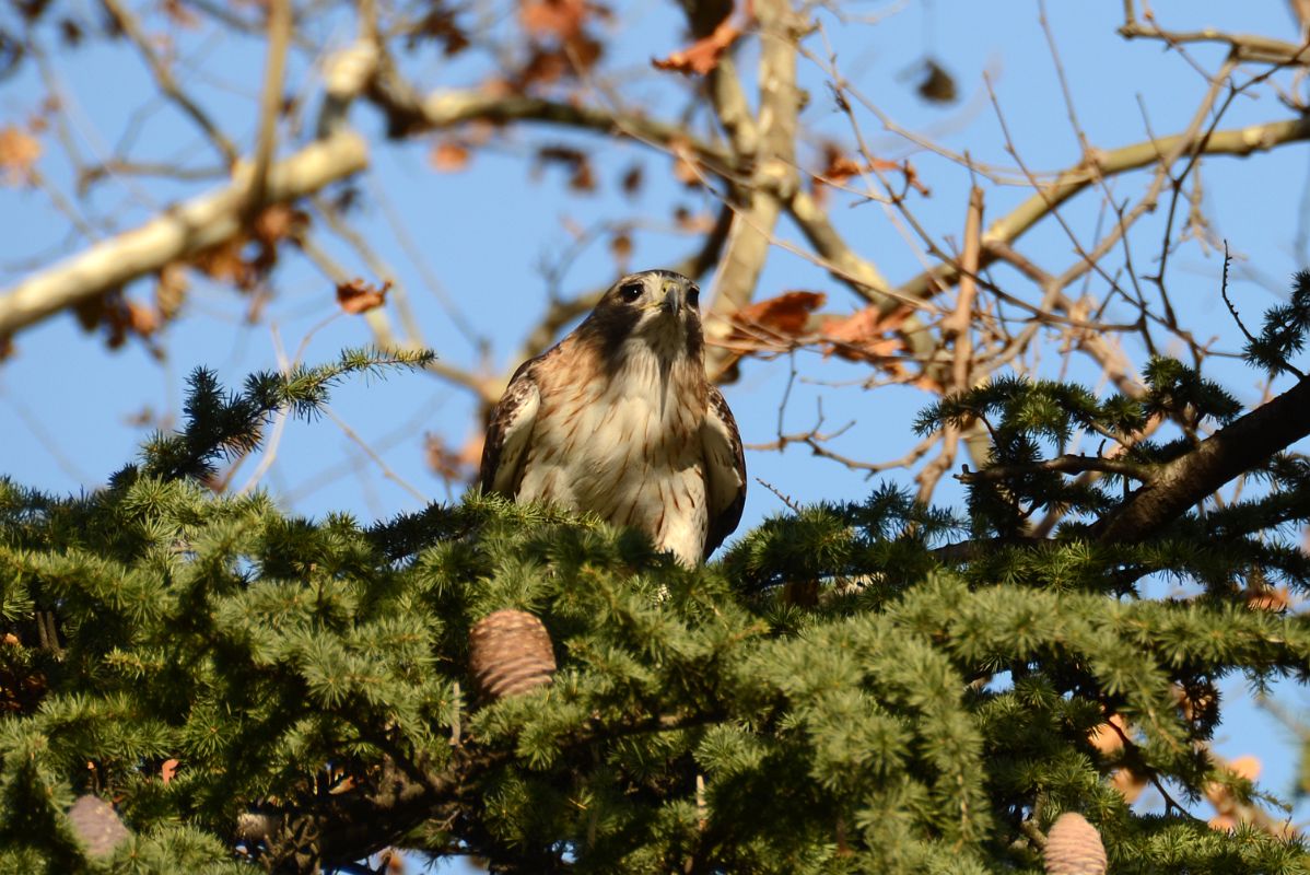 28 Hawk In A Tree In Central Park Midpark East Side